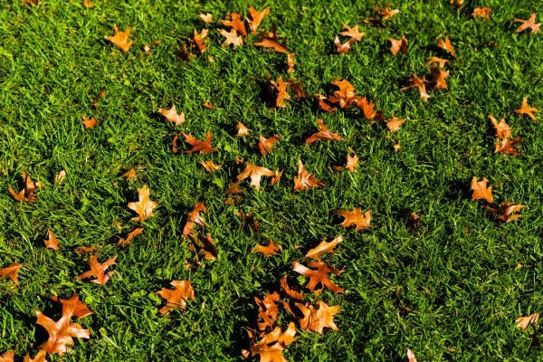 Autumn leaves on a sunny day