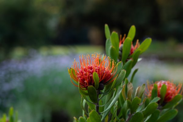 Beautiful deep orange pincushion protea flower in spring.