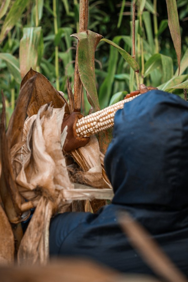 Corn harvest