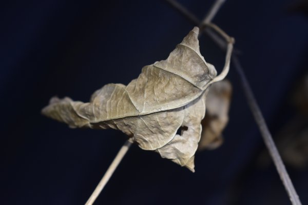 Dry Leaves