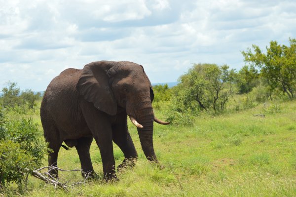 Elephant in the Kruger