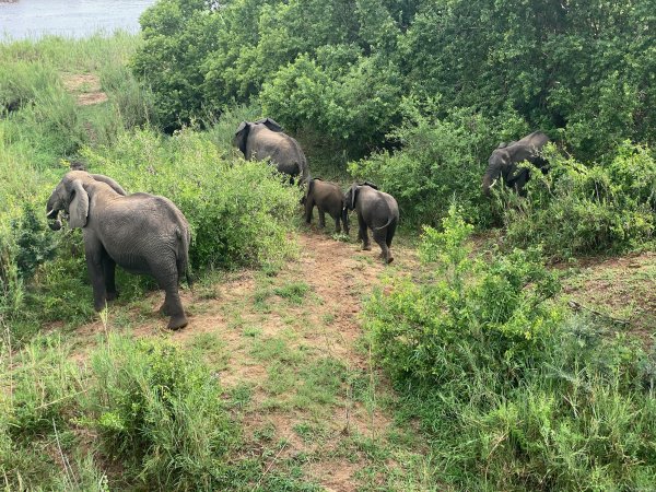 Elephants at the kruger