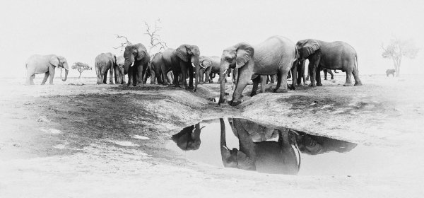 Elephants drinking at waterhole