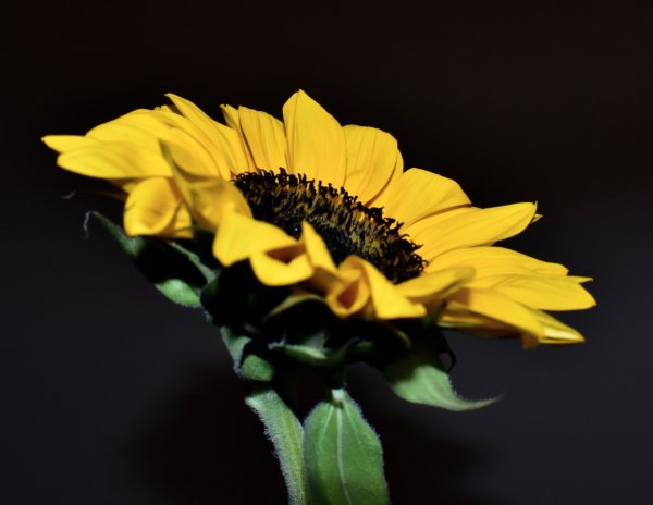 Flower - Sunflower