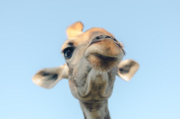 Giraffe Closeup