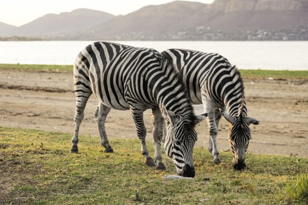 Two wildlife zebras grazing on grass near water and mountains