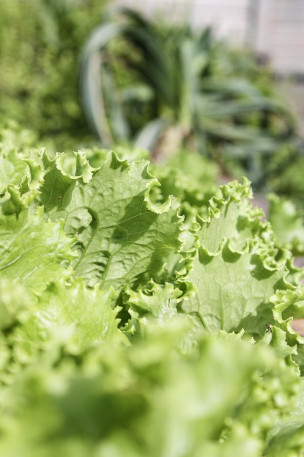 Lettuce - Vegetable Garden