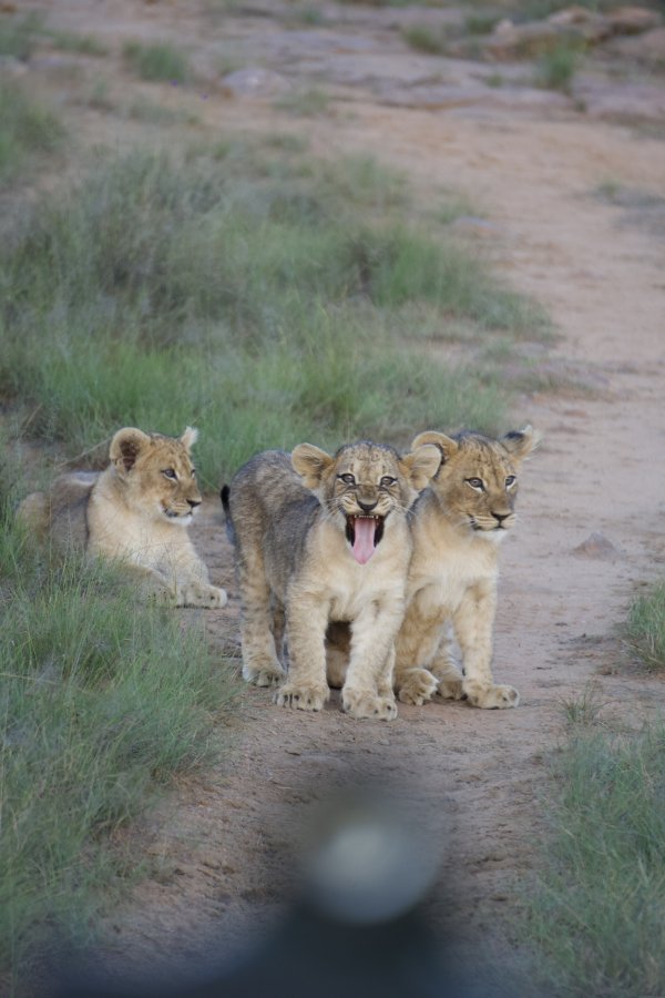 Lion Cubs