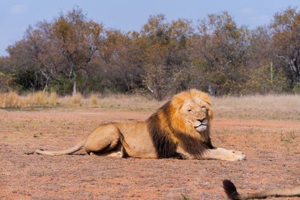 Male lion in the safari sitting down