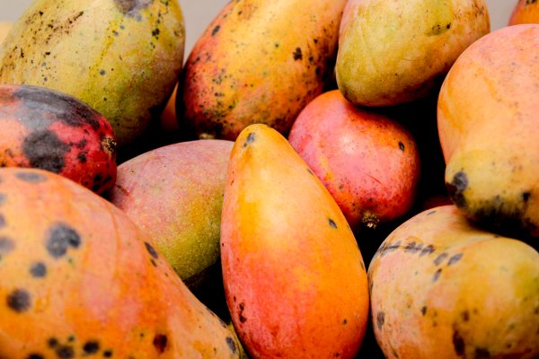 Mango - Fruit