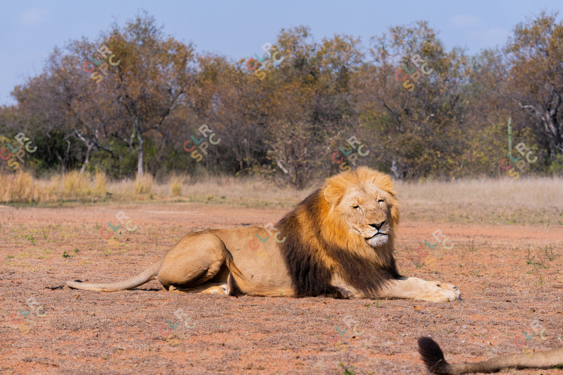 Male lion in the safari sitting down