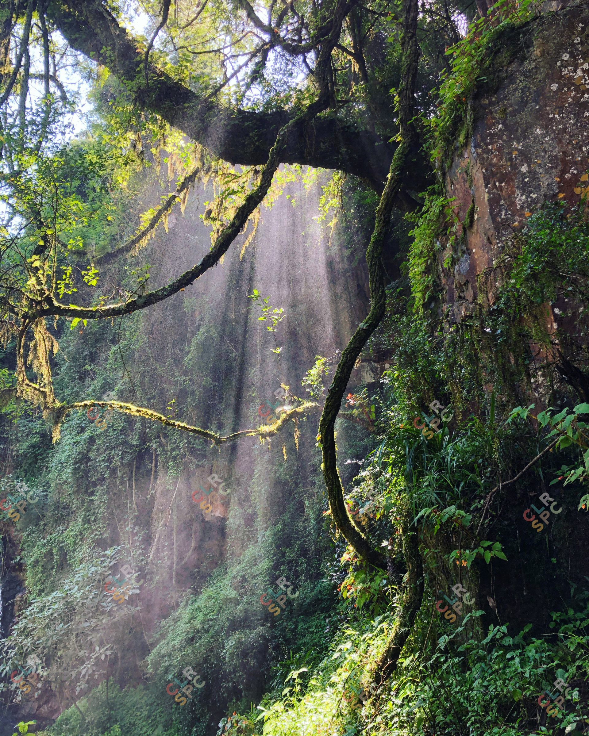 The sun through a misty forest