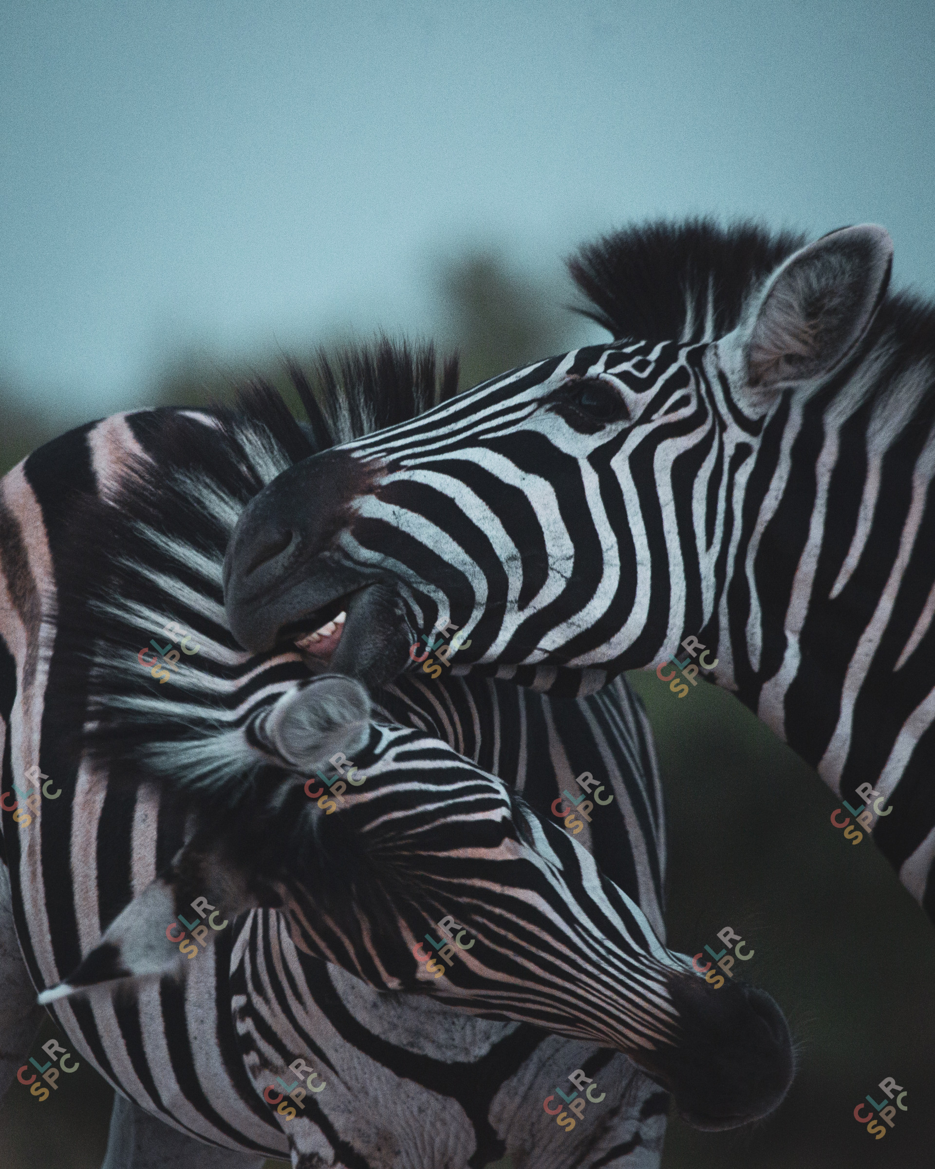 Zebra Fun