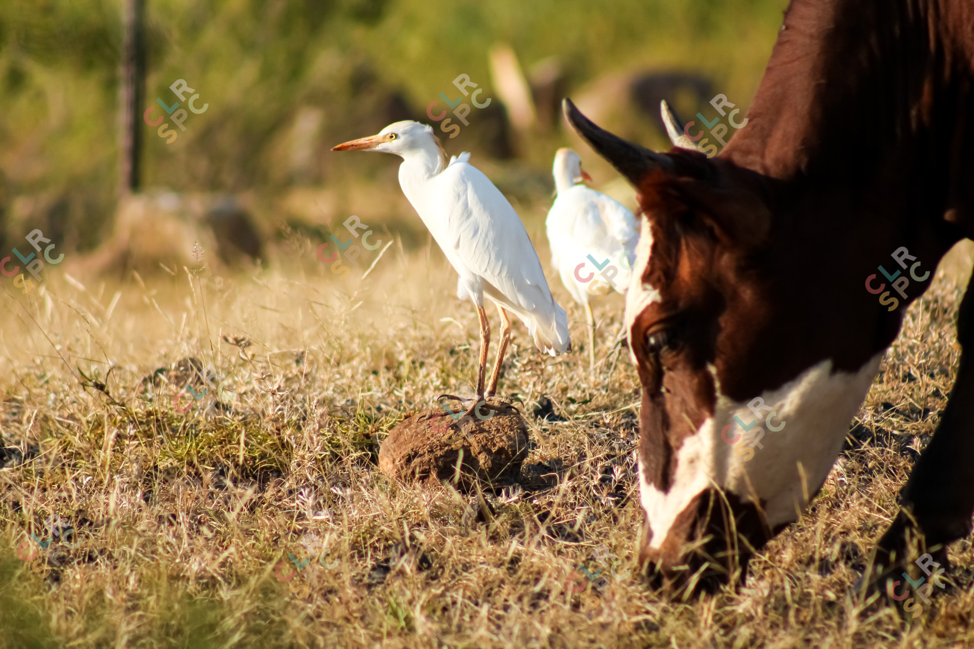 Cow grazing by with birds
