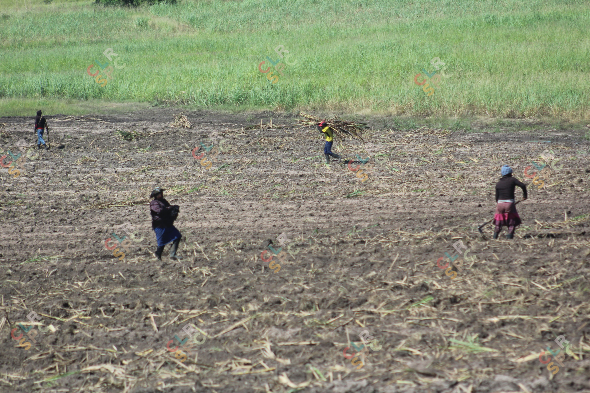 A day in the Sugarcane Fields