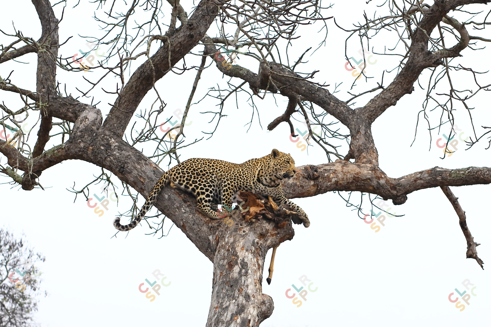Leopard Tree