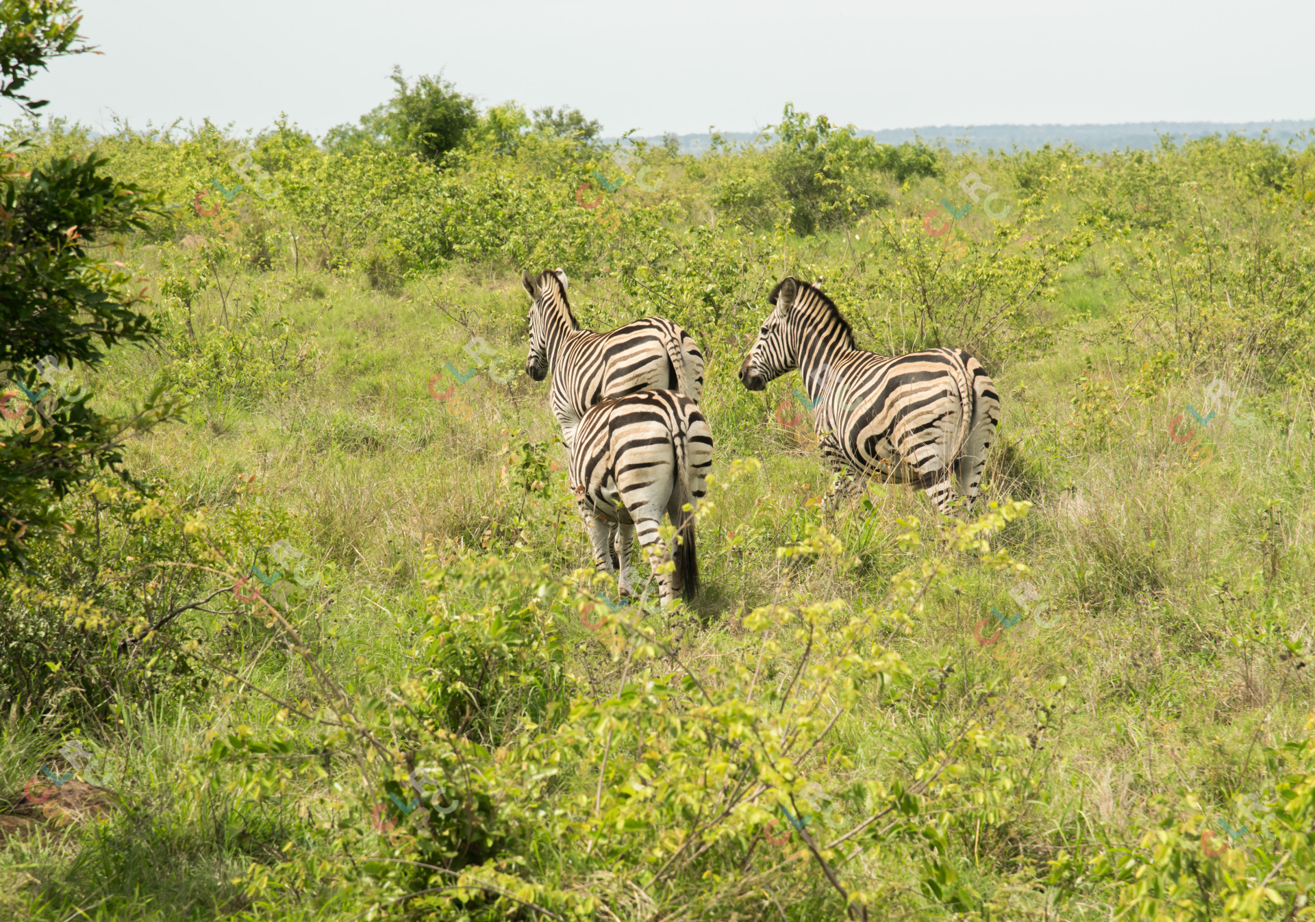 Zebras - Kruger National Park