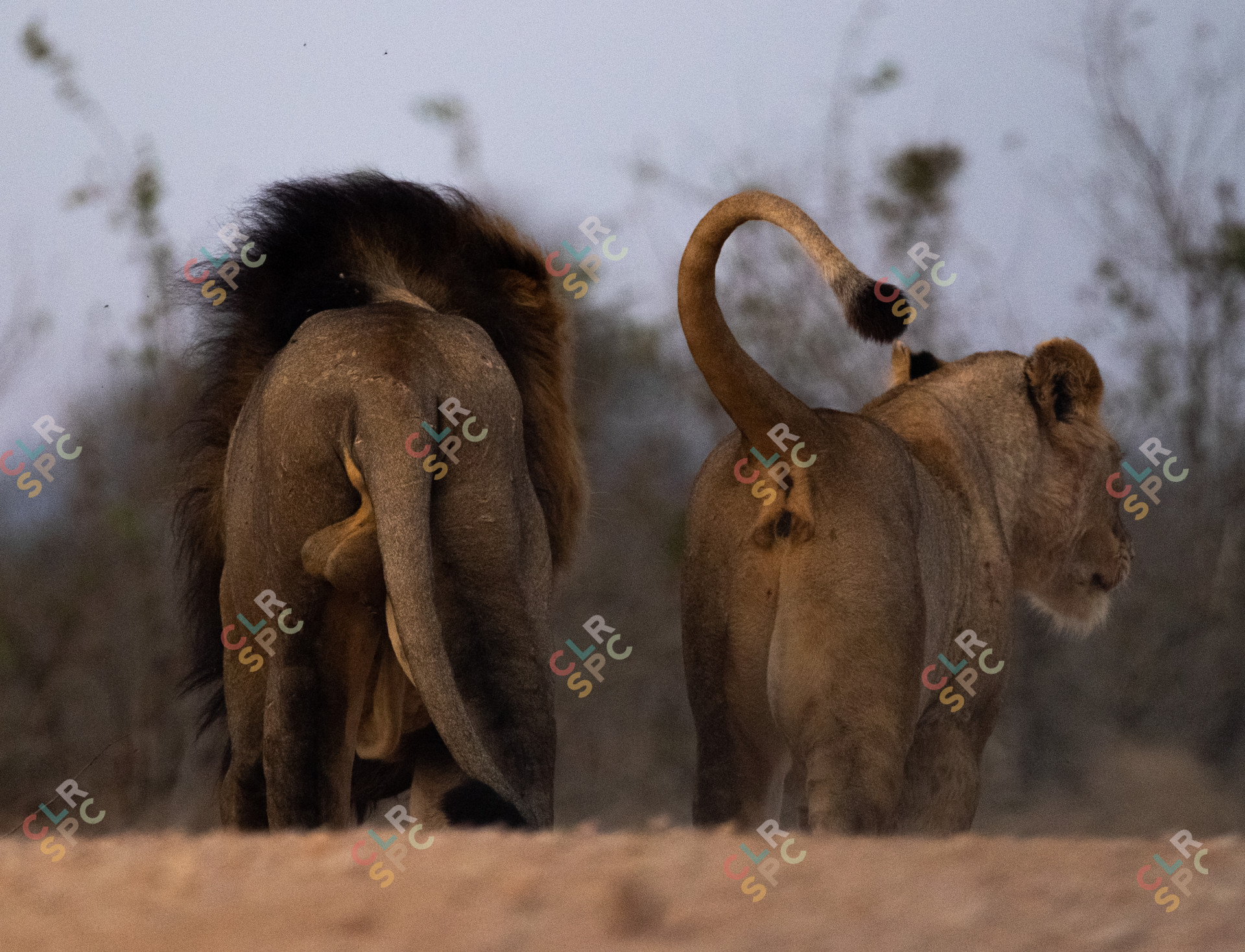 Partnership of two lions