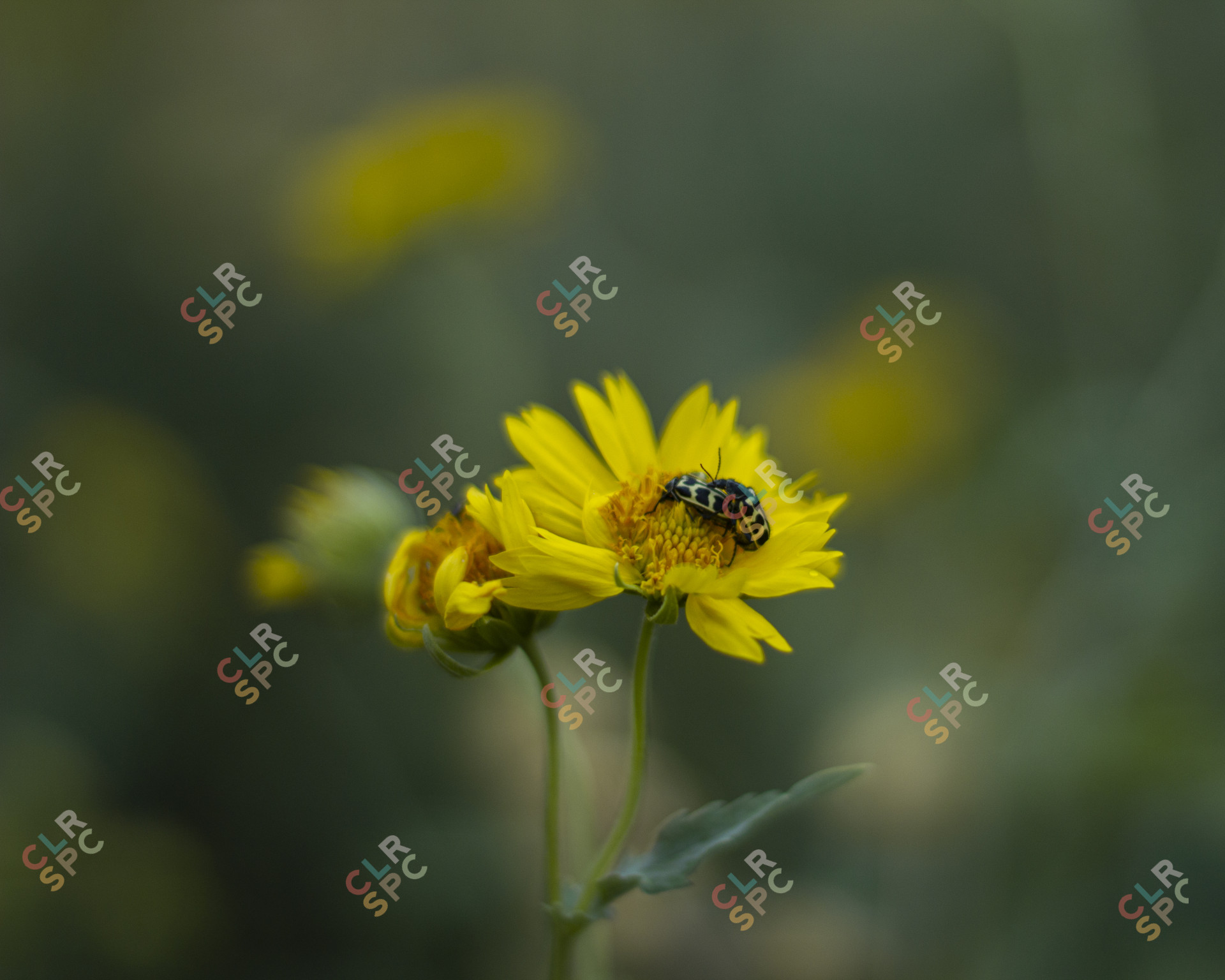 Yellow flower blooming