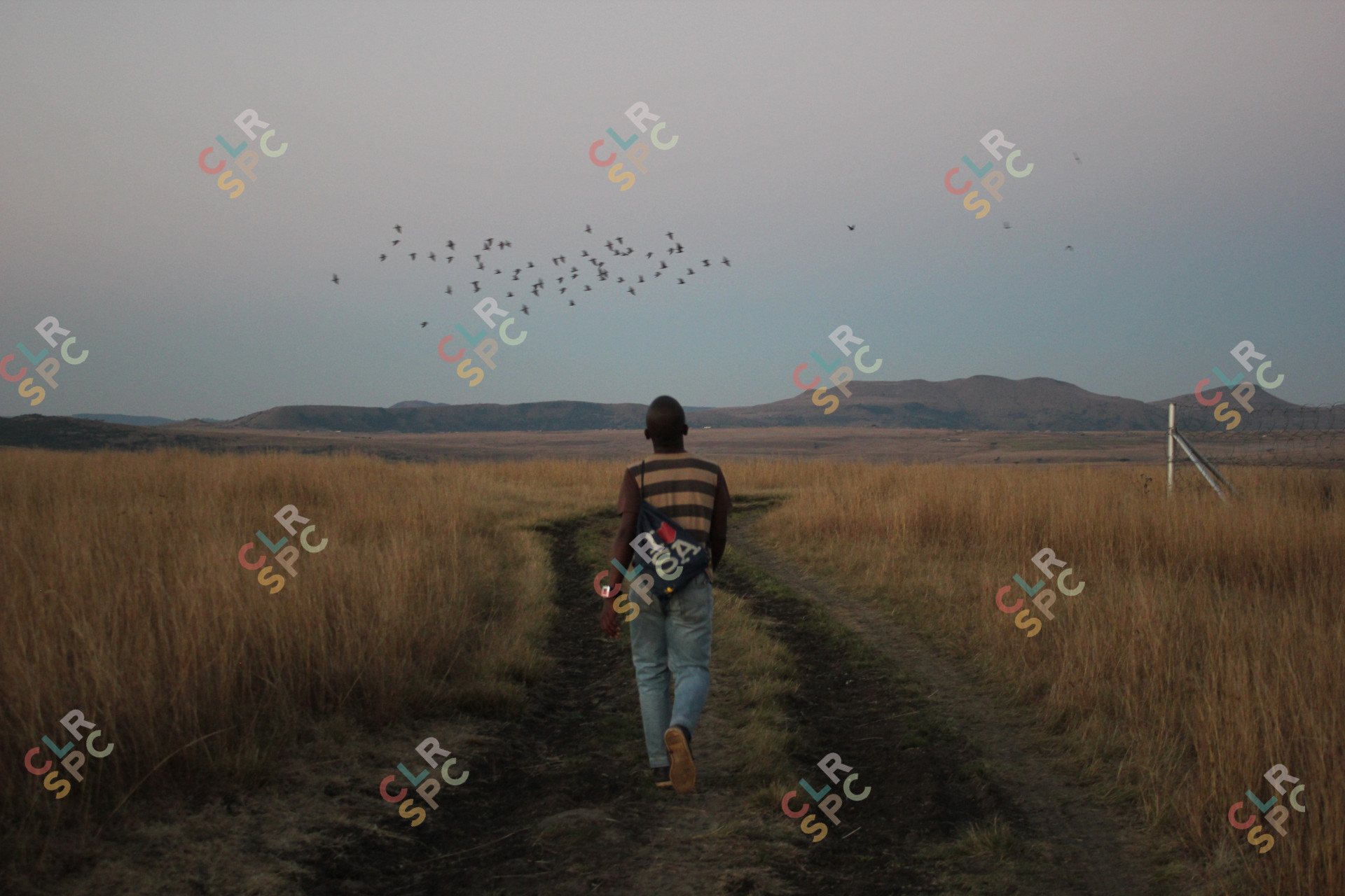 Black boy walking in the fields with birds flying