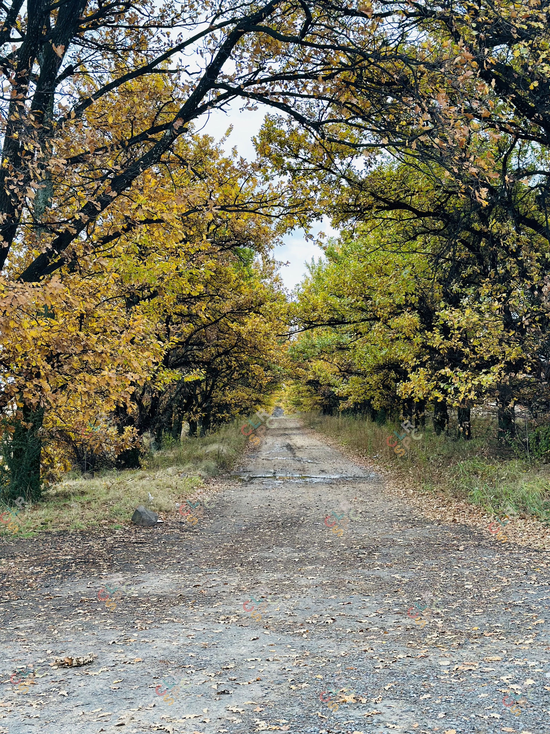 Colourful trees on a dirt road