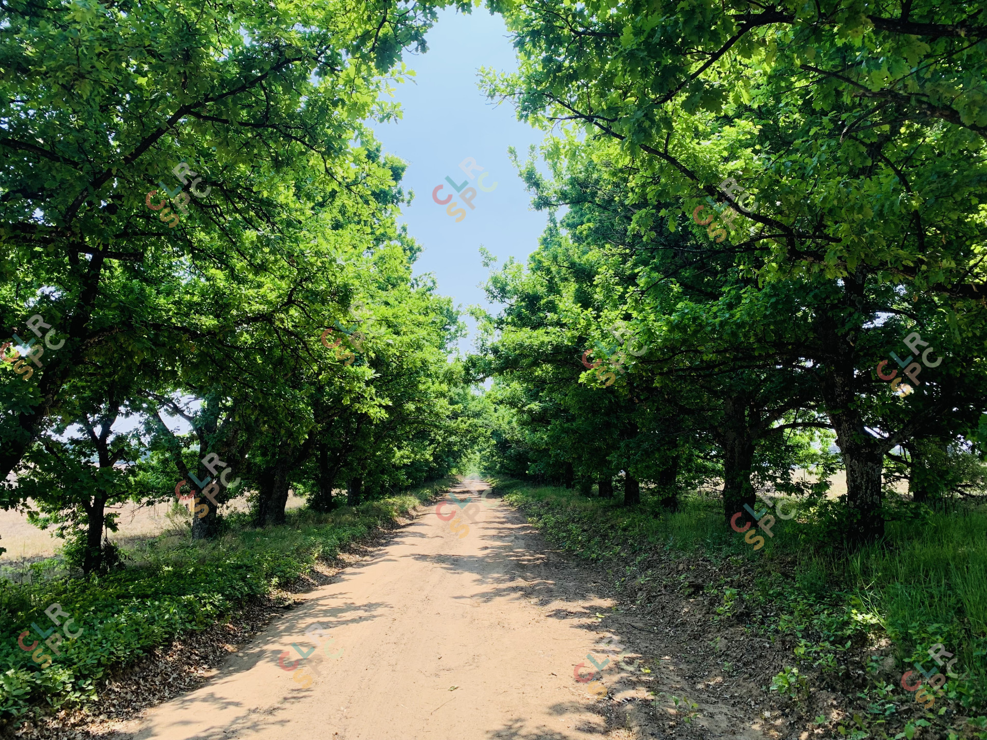 Spring trees in the farm in South Africa