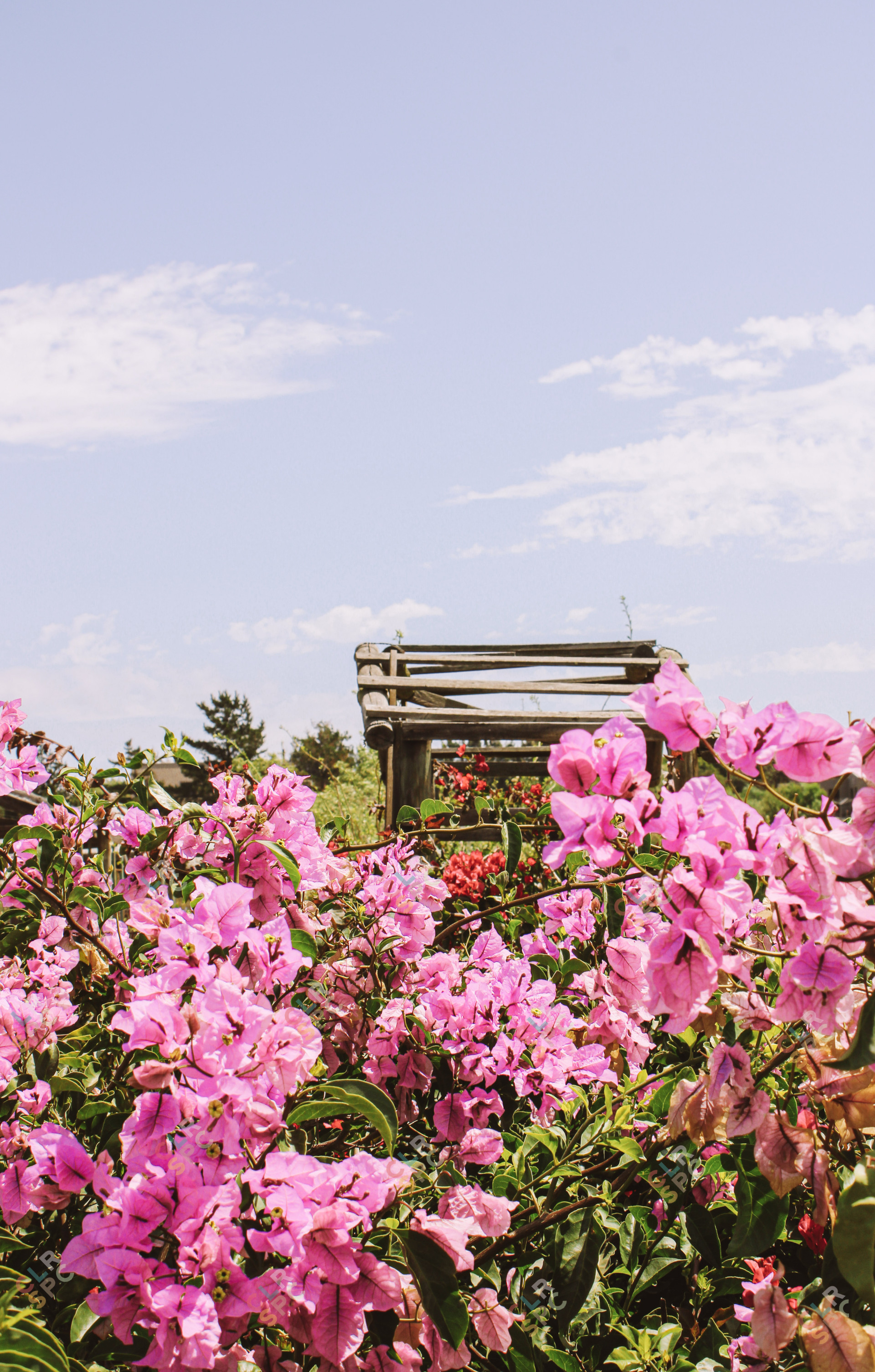 Nature in Isolation - Lockdown