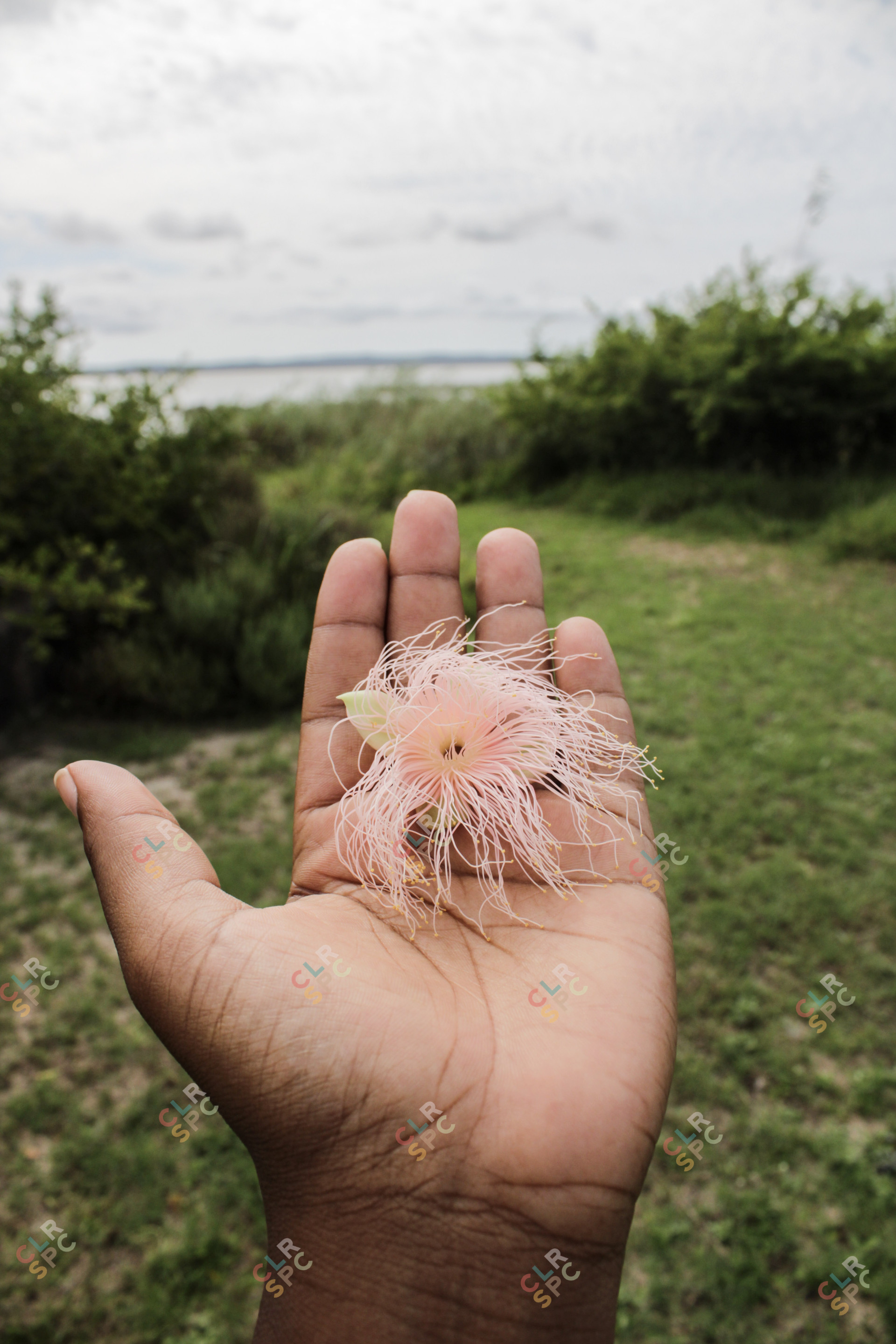 Isimangaliso Wetlands Park - Hand