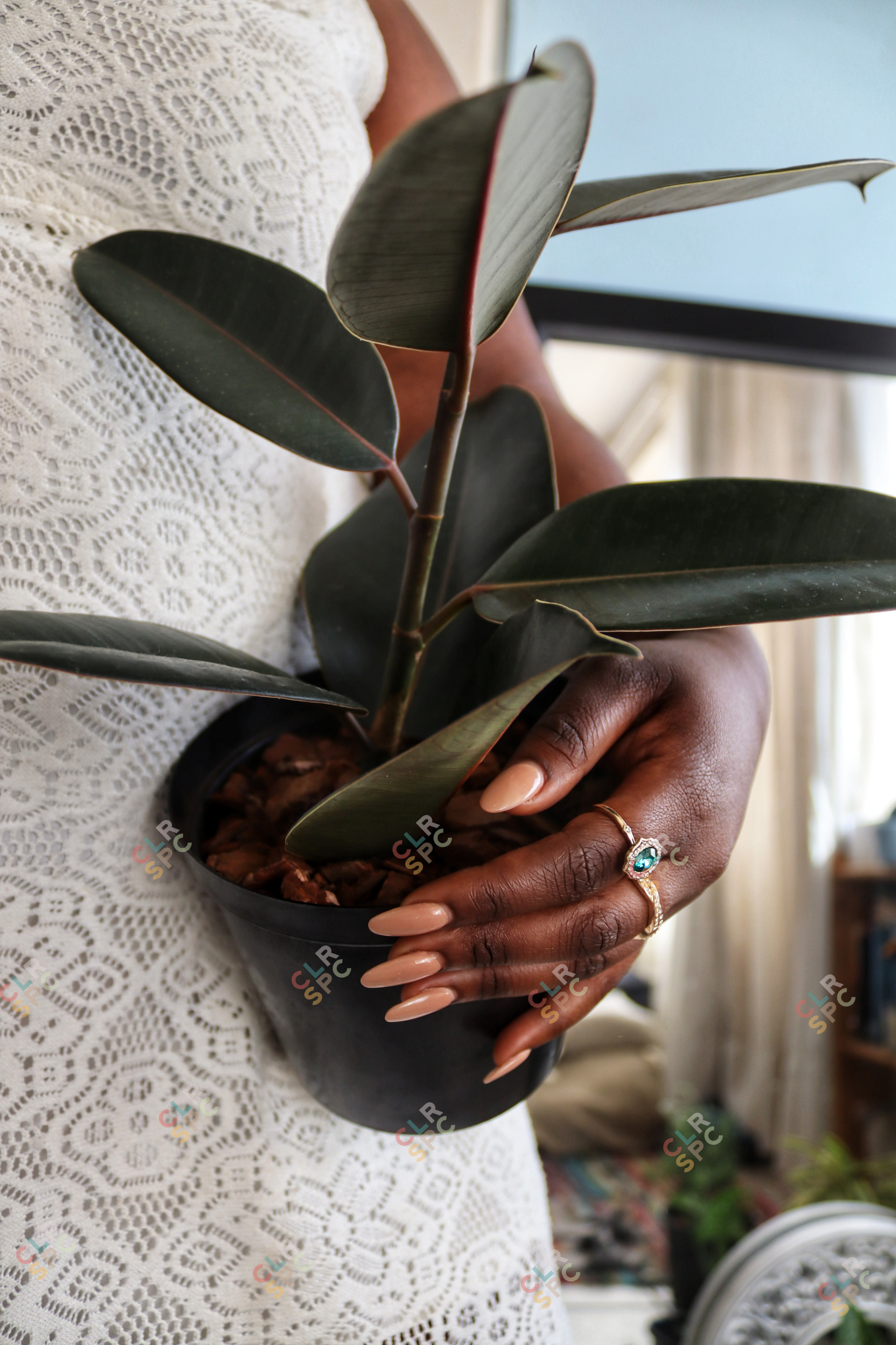 Black woman holding a Rubber Plant up close