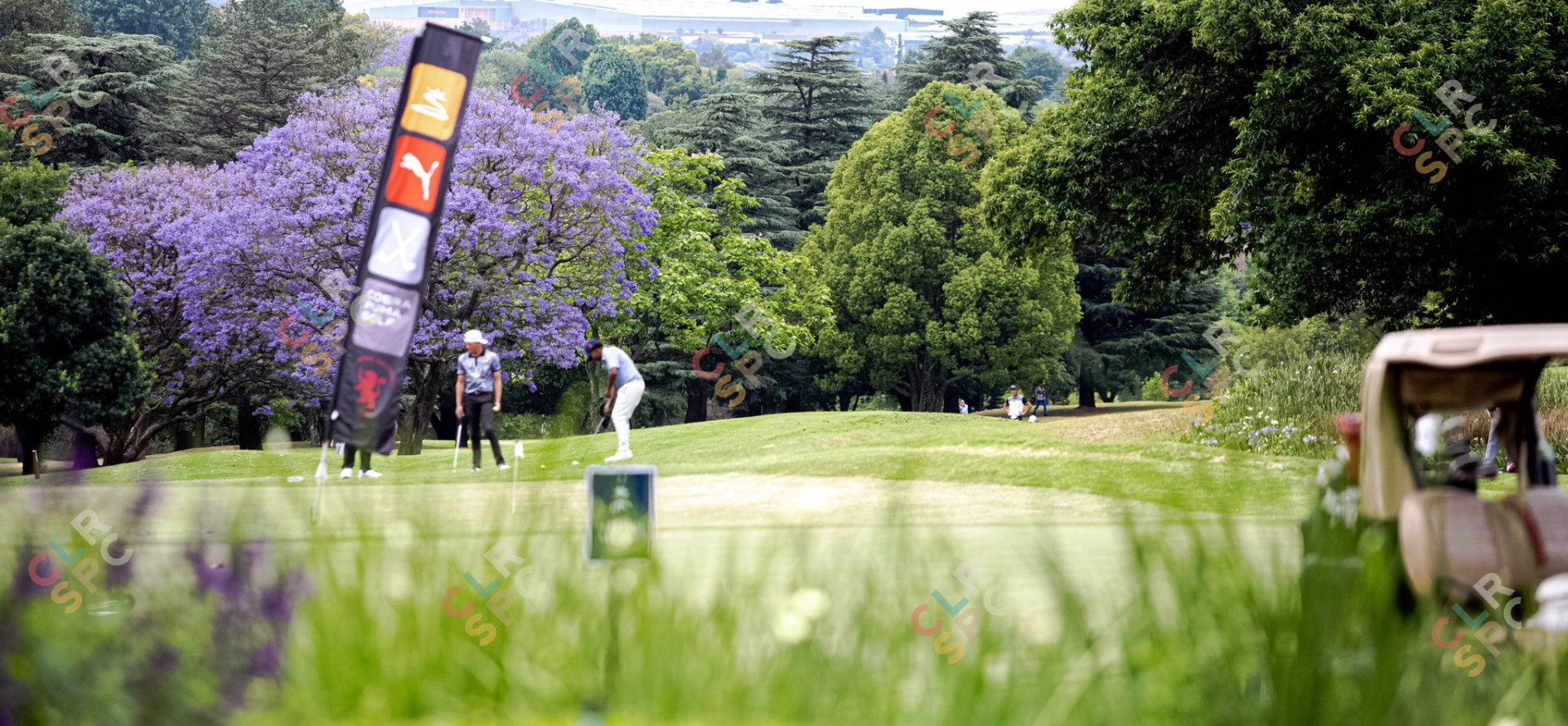 Two male golfers playing golf on a sunny day with green trees in summer