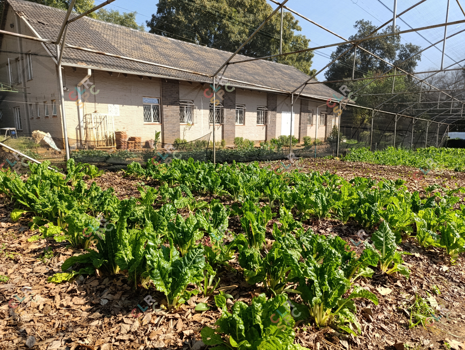 Community Vegetable Garden