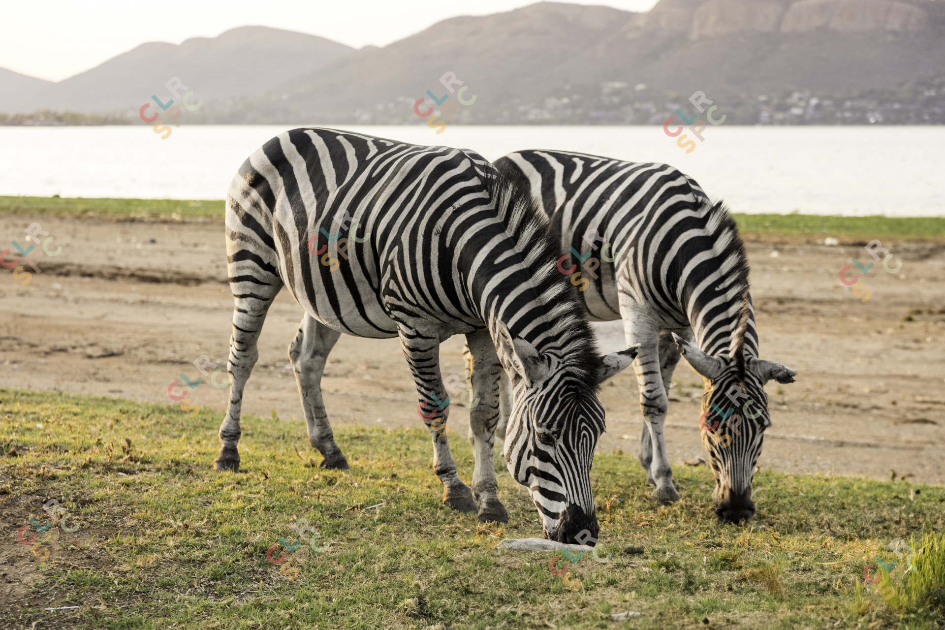 Two wildlife zebras grazing on grass near water and mountains