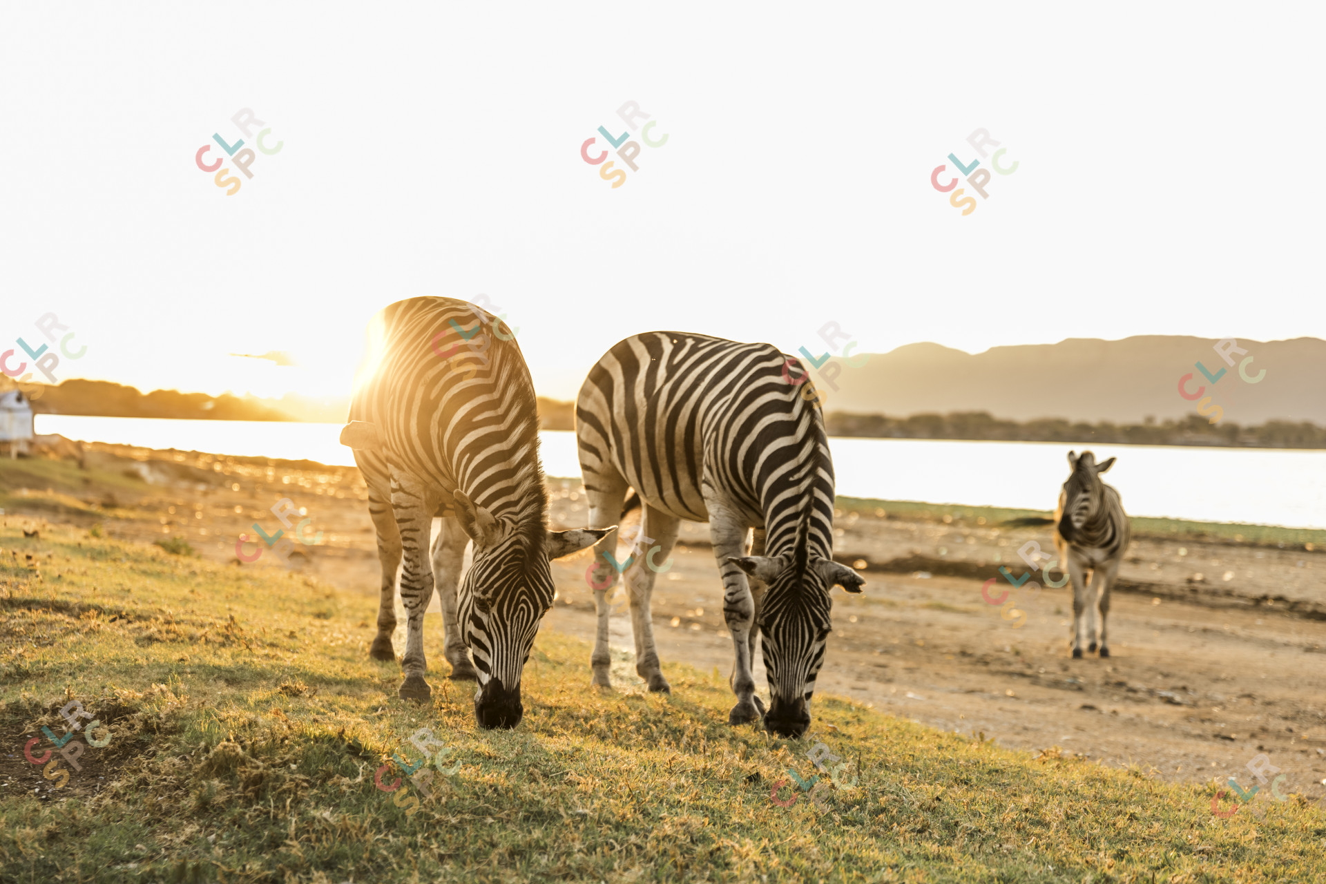Beautiful bras against a sunny sunset in south africa