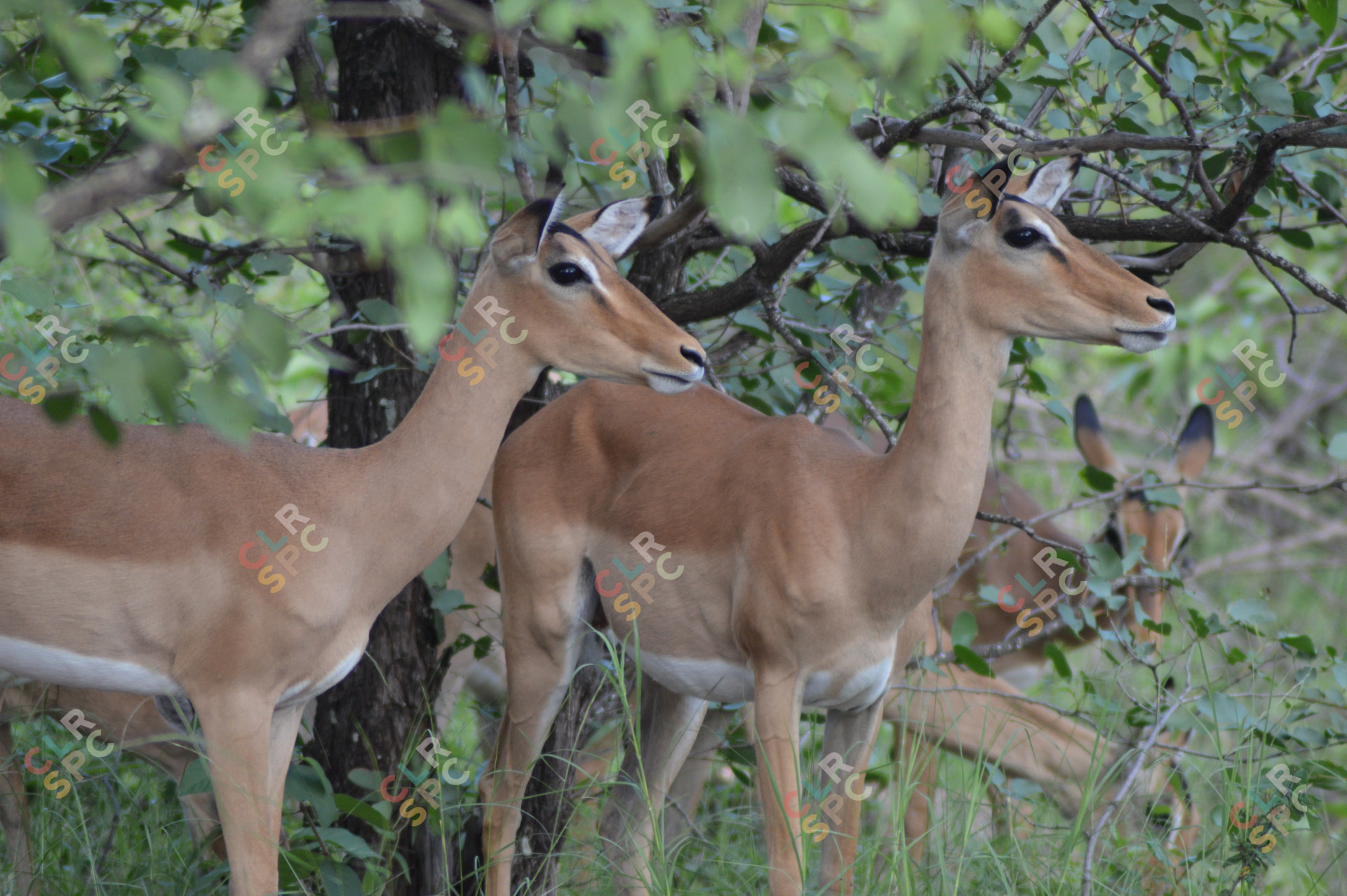 Southern African Impala