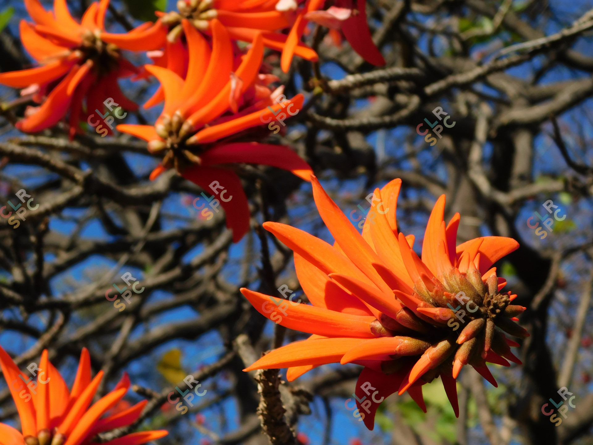 Muvhale / Lucky Bean Tree