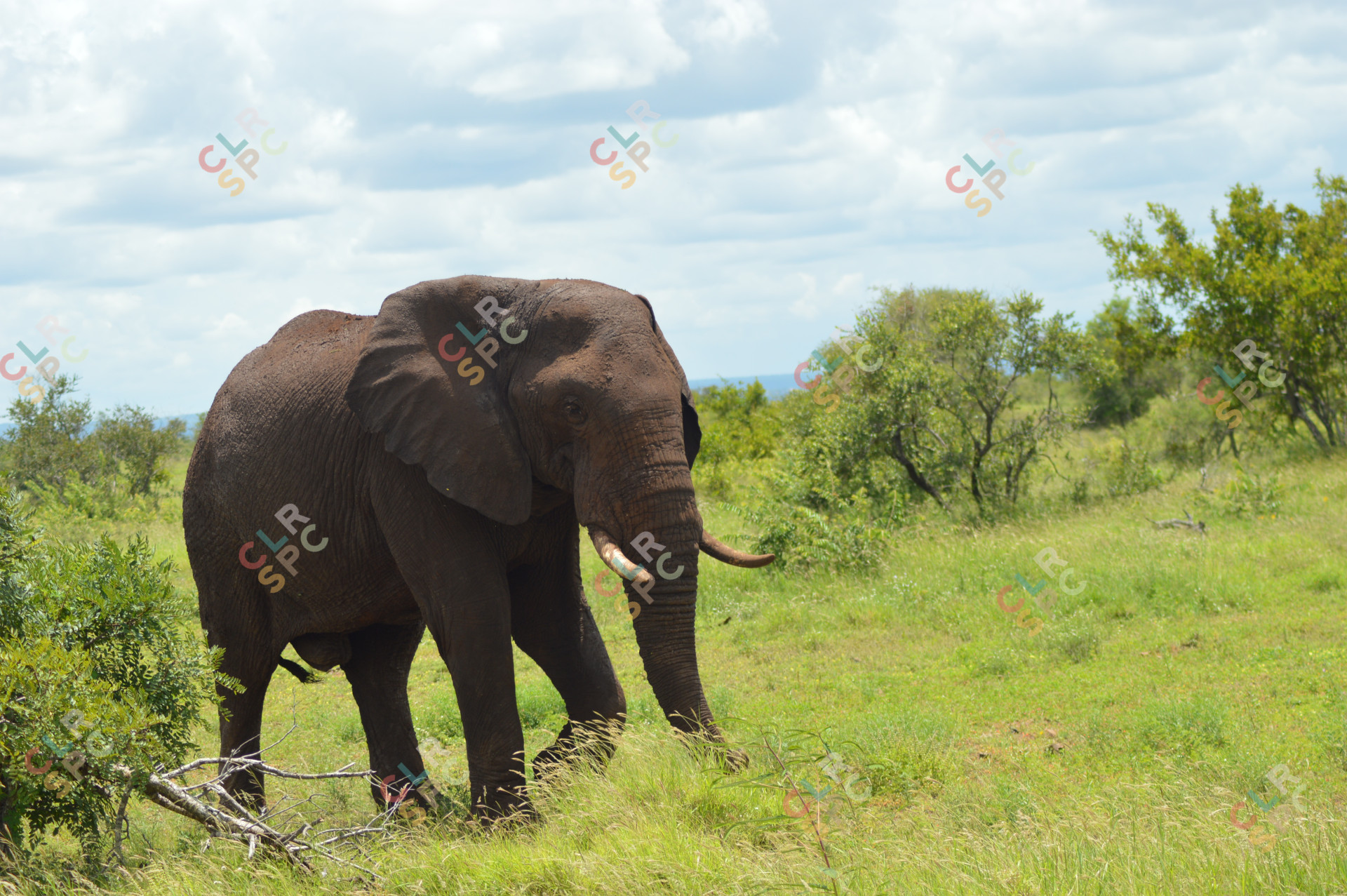 Elephant in the Kruger