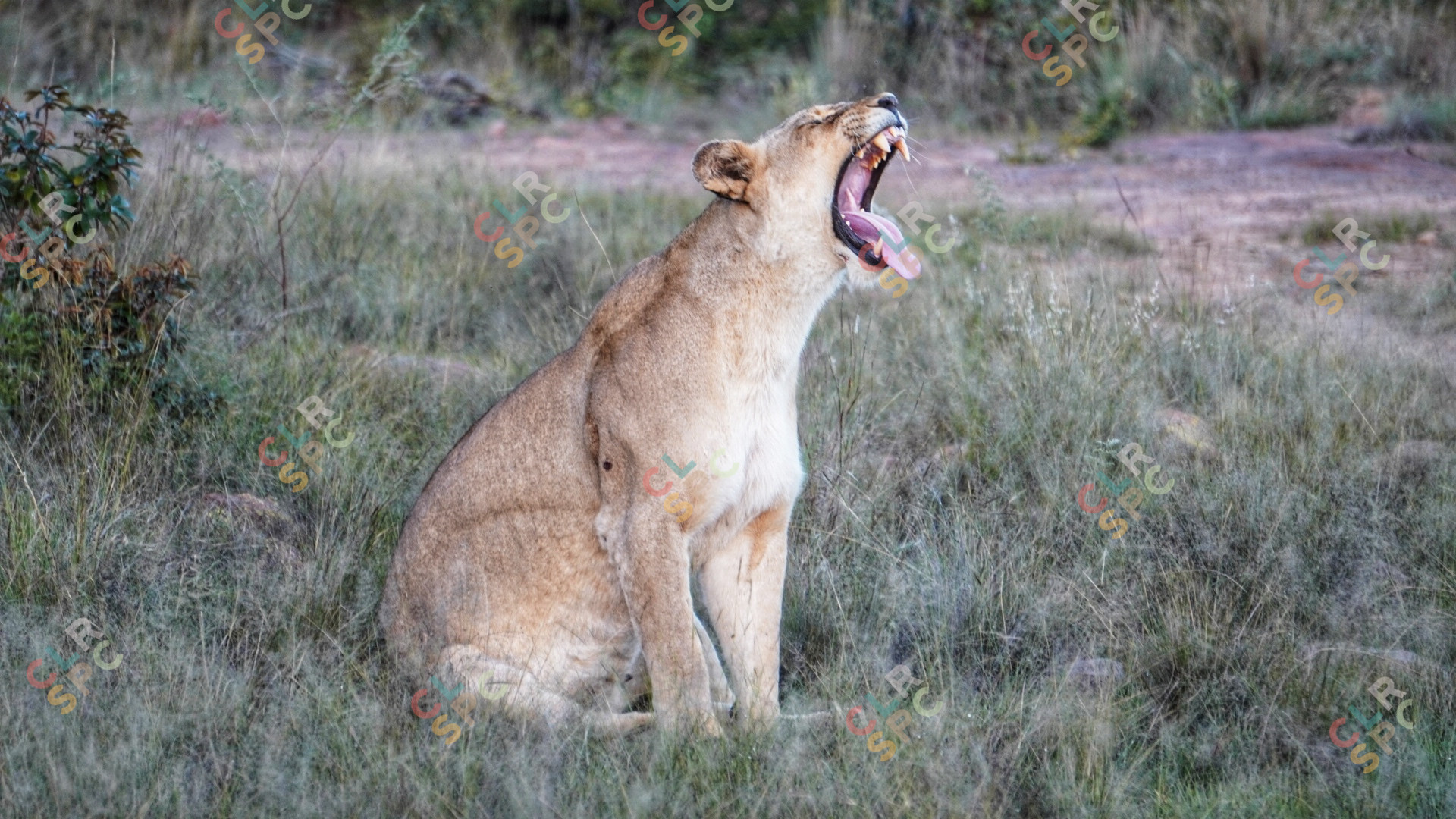 Lioness roars