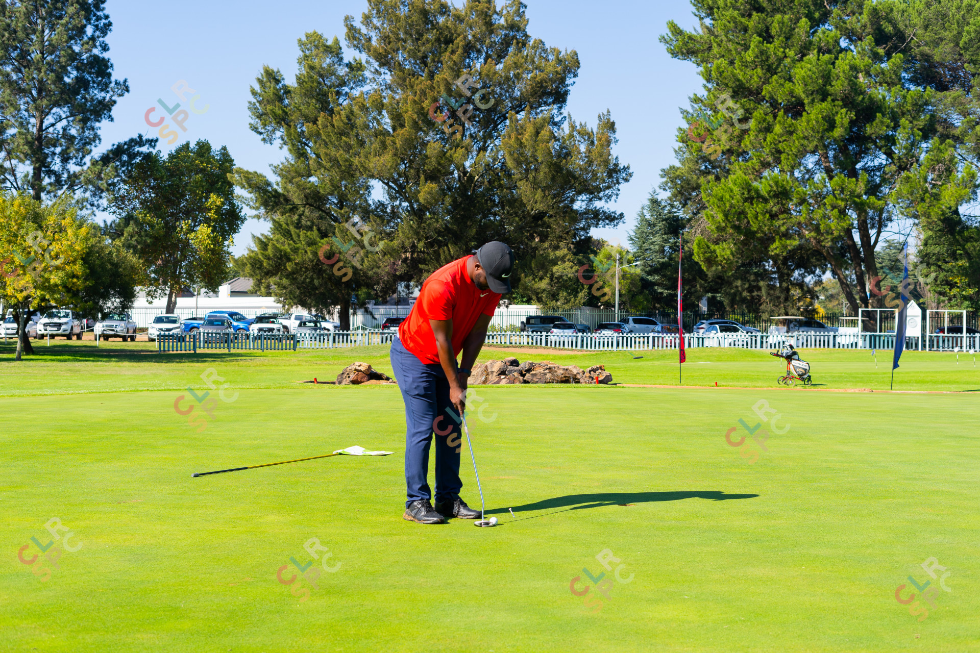 Black golfer wearing a red golf shirt putting on the green for a birdie