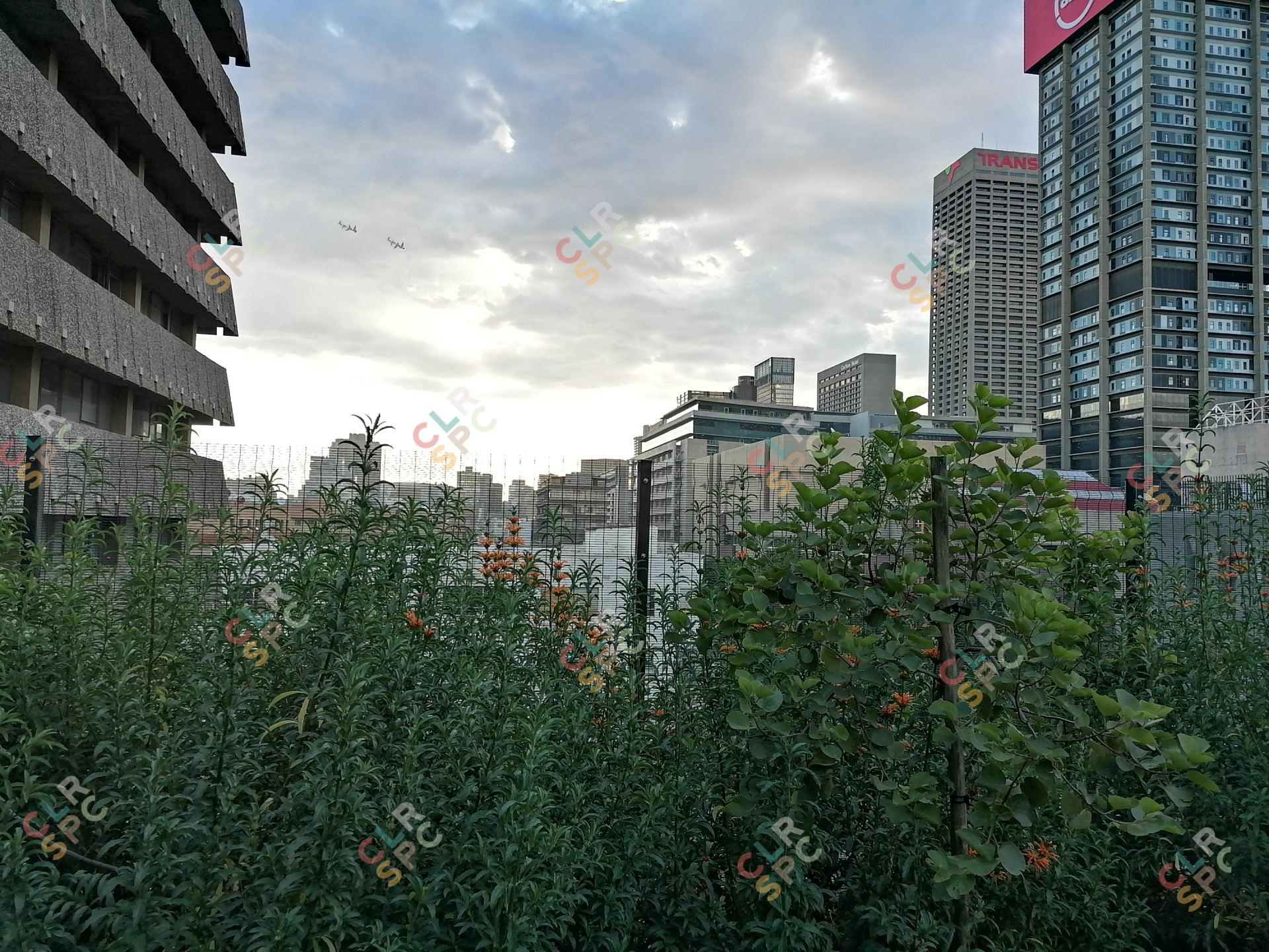 View from the rooftop garden in the Johannesburg inner city.