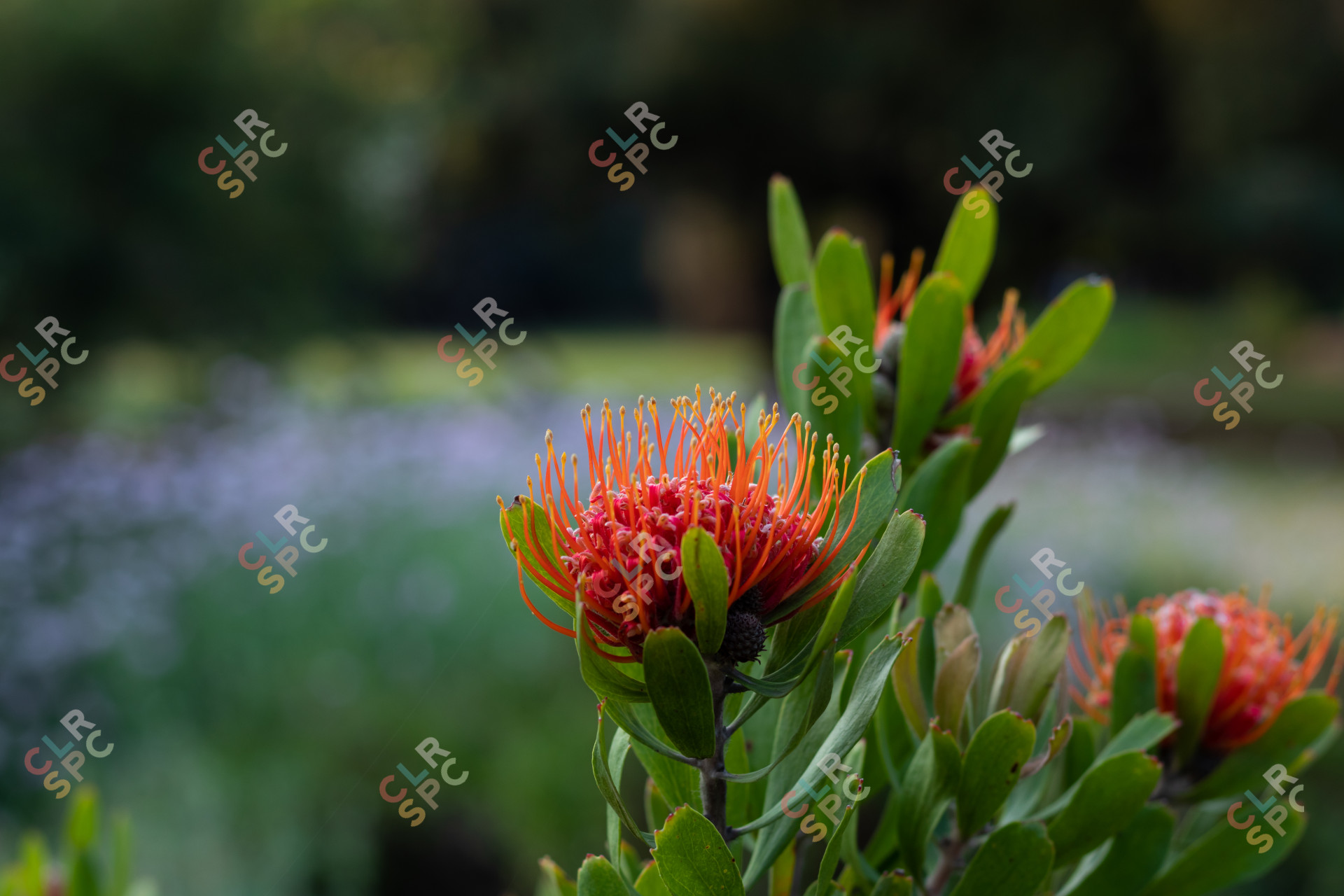 Beautiful deep orange pincushion protea flower in spring.
