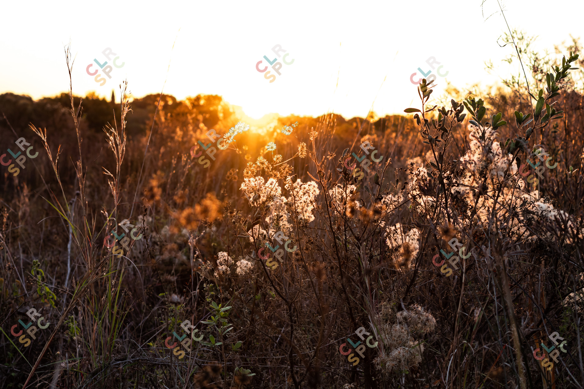 Dry wildflower and wild grass backlit by soft golden hour sunlight in a field.