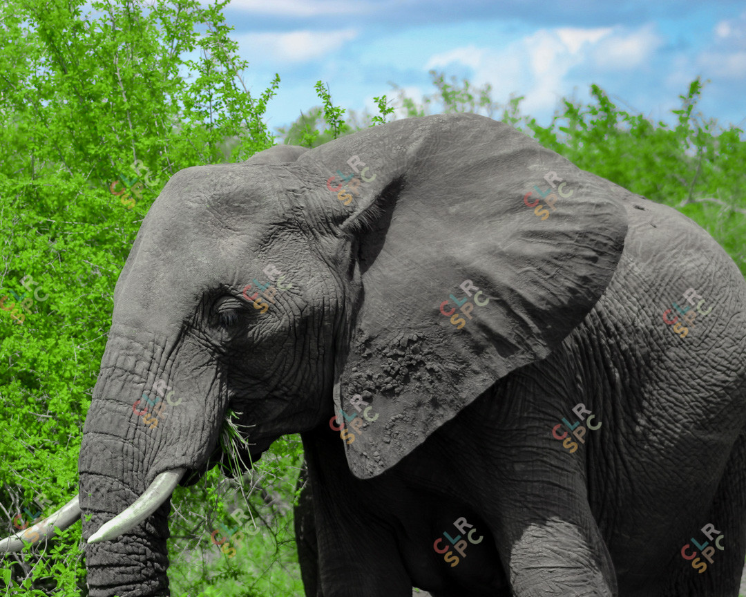 Elephant in the Kruger National Park
