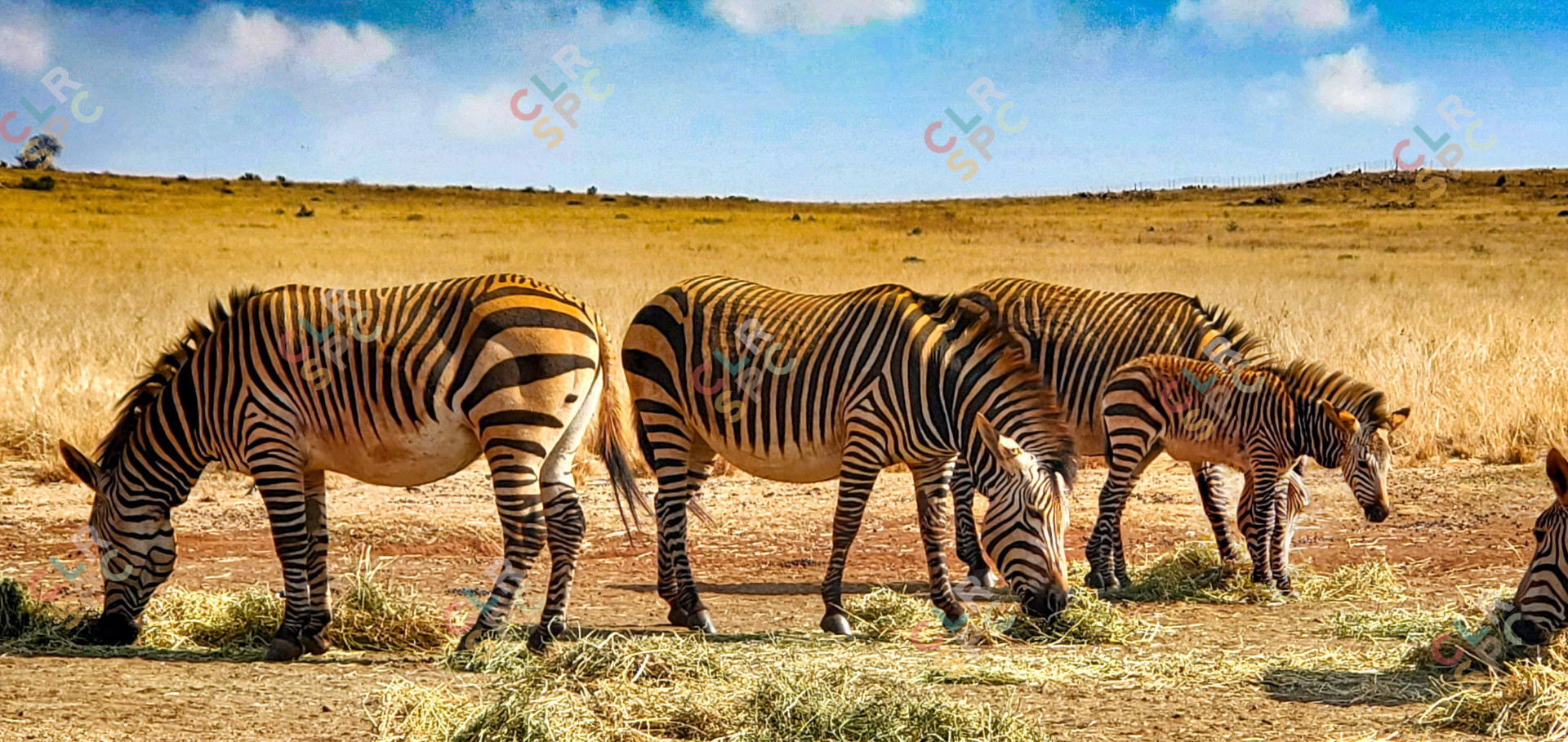 Zebras eating