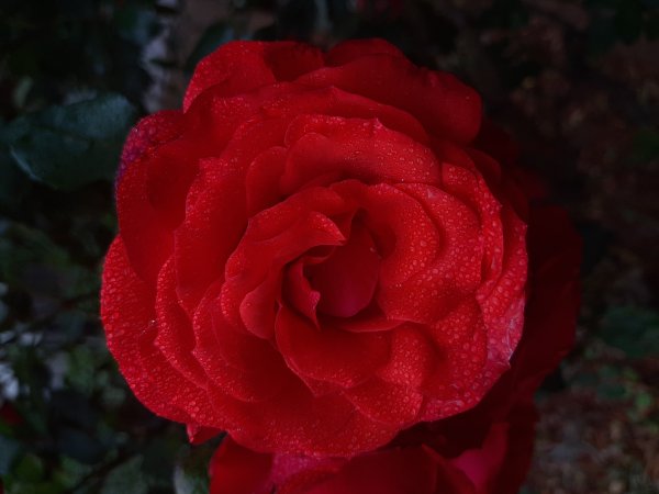 Red Garden Rose
