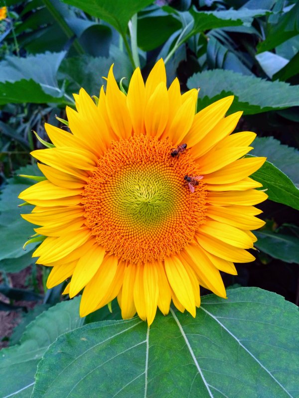 Sunflower and Bees