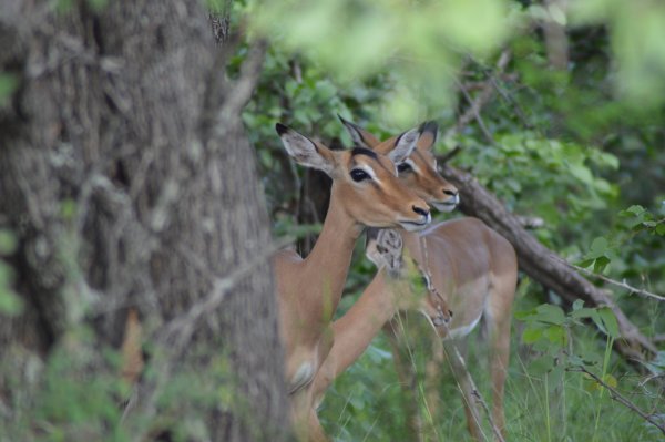 Southern African Impala