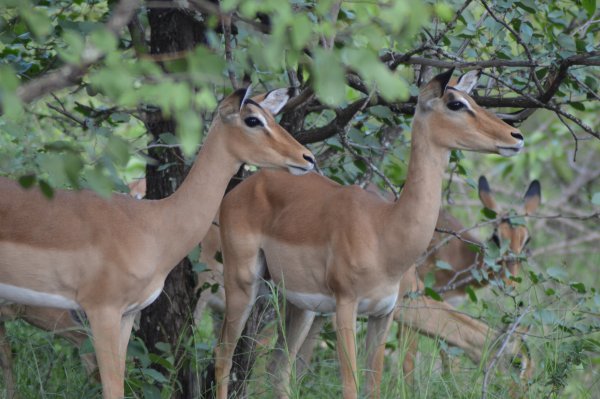 Southern African Impala