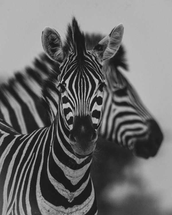 Zebra Portrait