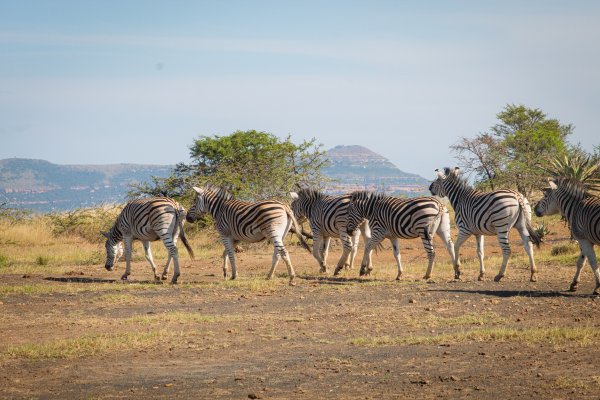 Zebras