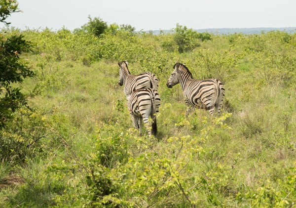 Zebras - Kruger National Park